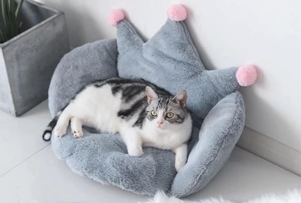 mofucat（モフキャット）のクーポン情報
